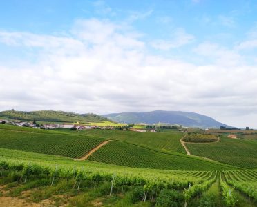 As Vinhas e os Vinhos da Região de Lisboa